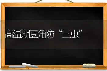 高温期豆角防“三虫”