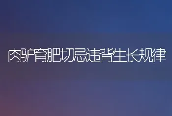 肉驴育肥切忌违背生长规律