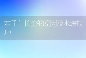 君子兰长歪的原因及水培技巧