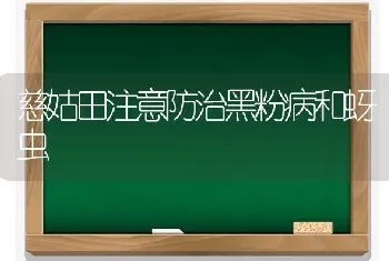 慈姑田注意防治黑粉病和蚜虫