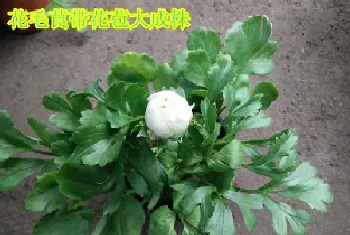 芹叶牡丹什么时候种植最好