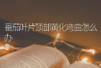 番茄叶片顶部黄化弯曲怎么办