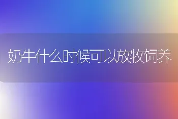 奶牛什么时候可以放牧饲养