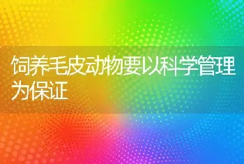 饲养毛皮动物要以科学管理为保证