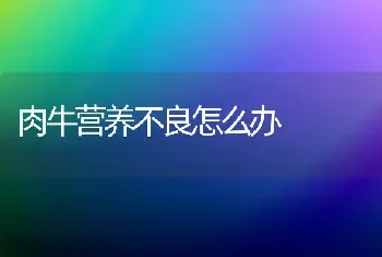 肉牛营养不良怎么办