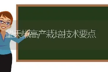 望天椒高产栽培技术要点