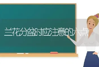 兰花分盆时应注意的六点