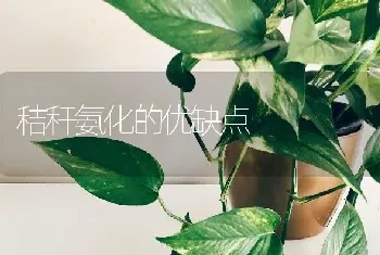 秸秆氨化的优缺点