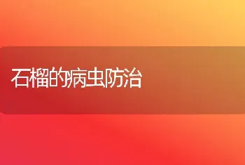 石榴的病虫防治