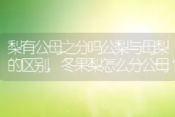 梨有公母之分吗公梨与母梨的区别