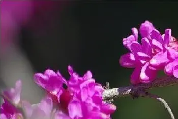 紫荆花树什么季节开花