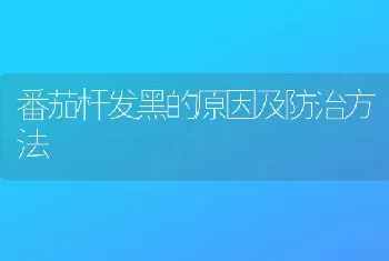 番茄杆发黑的原因及防治方法