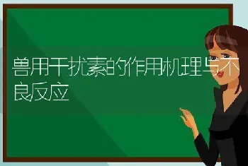 兽用干扰素的作用机理与不良反应