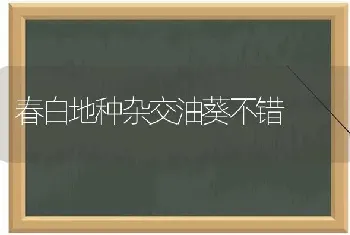 春白地种杂交油葵不错