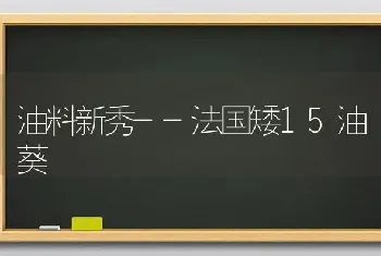 油料新秀--法国矮15油葵