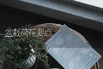 盆栽荷花要点