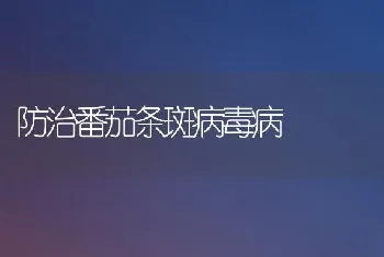 防治番茄条斑病毒病