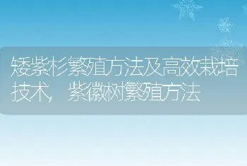 矮紫杉繁殖方法及高效栽培技术