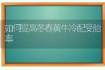 如何提高冬春黄牛冷配受胎率