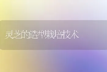 灵芝的造型栽培技术