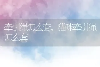 牵引绳怎么套