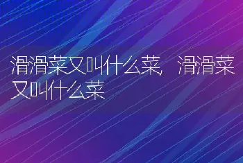 滑滑菜又叫什么菜