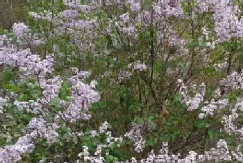 野丁香花有毒吗