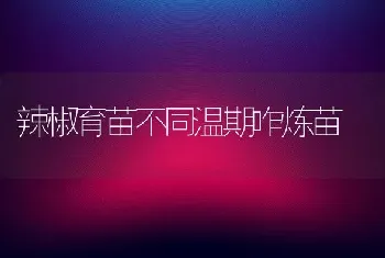 辣椒育苗不同温期咋炼苗