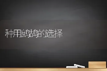 种用鹧鸪的选择