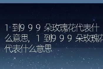 1到999朵玫瑰花代表什么意思