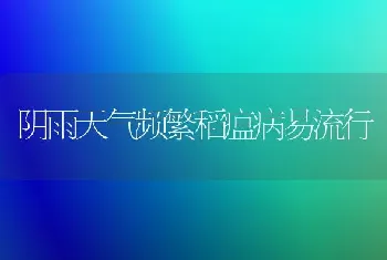 阴雨天气频繁稻瘟病易流行