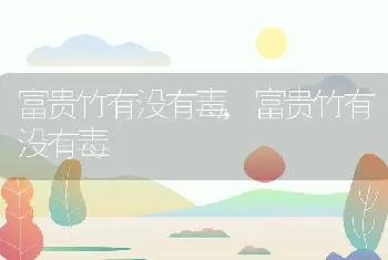 富贵竹有没有毒