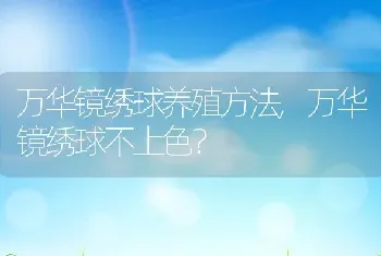 万华镜绣球养殖方法