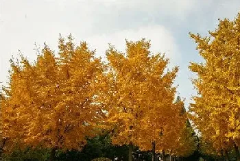 银杏产地及其种植技术