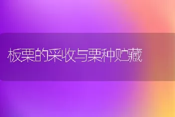 板栗的采收与栗种贮藏