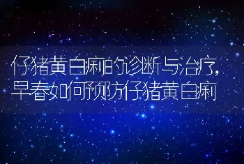 仔猪黄白痢的诊断与治疗