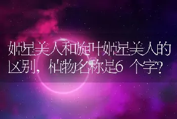 姬星美人和旋叶姬星美人的区别