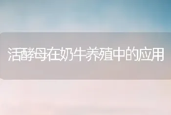 活酵母在奶牛养殖中的应用