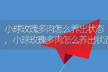 小球玫瑰多肉怎么养出状态