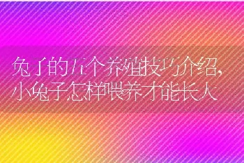 兔子的五个养殖技巧介绍