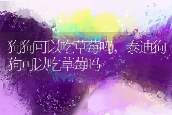 狗狗可以吃草莓吗,泰迪狗狗可以吃草莓吗