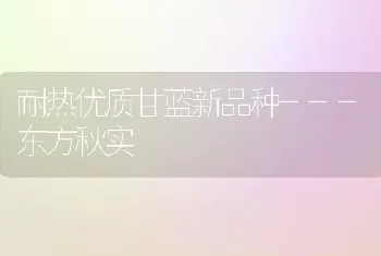 耐热优质甘蓝新品种---东方秋实