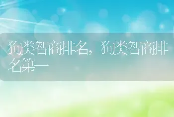 狗类智商排名,狗类智商排名第一