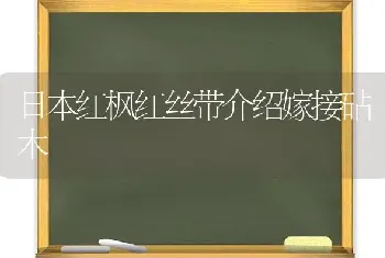 日本红枫红丝带介绍嫁接砧木