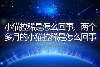 小猫拉稀是怎么回事,两个多月的小猫拉稀是怎么回事