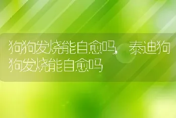 狗狗发烧能自愈吗