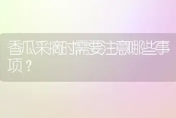 香瓜采摘时需要注意哪些事项?