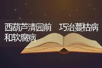 西葫芦清园前 巧治蔓枯病和软腐病