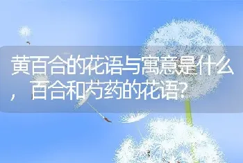 黄百合的花语与寓意是什么