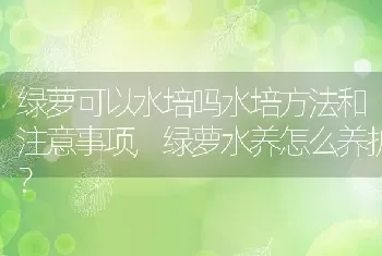 绿萝可以水培吗水培方法和注意事项